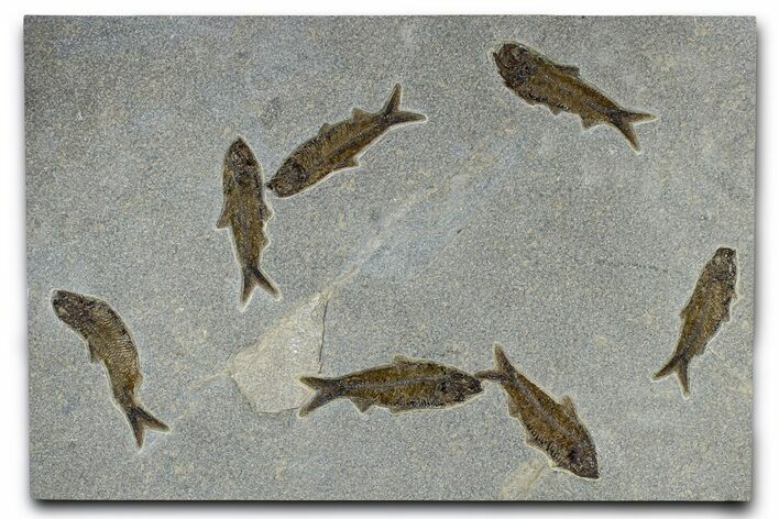 Plate of Seven Fossil Fish (Knightia) - Wyoming #370906